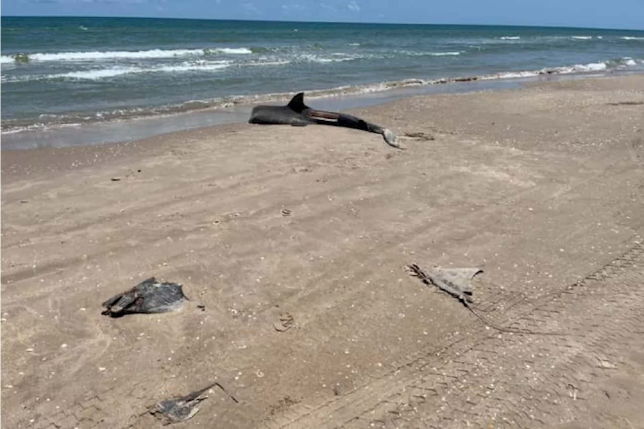 Person cited for leaving corpses of 2 headless sharks, other marine animals on Padre Island beach, officials say