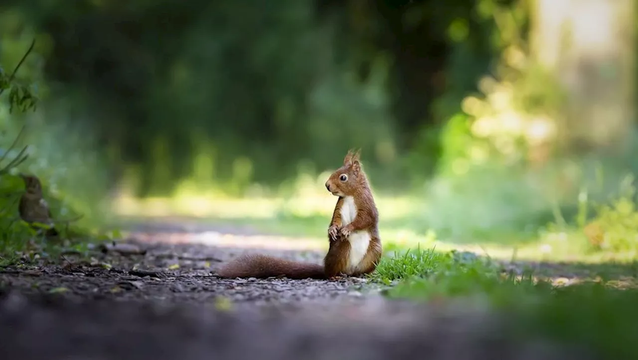 Ils pleurent leur mascotte : l’écureuil Charline écrasé sur la route d’un village du Lot