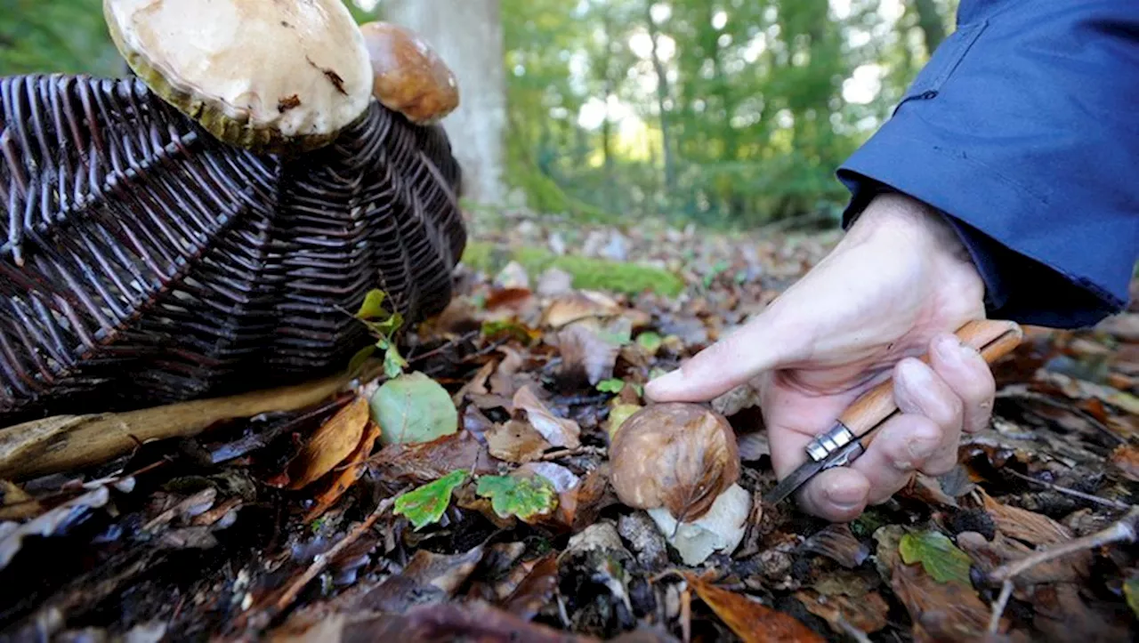 'Ce n’est pas normal !'. Pas de cèpes dans le Tarn, les cueilleurs de champignons s’impatientent