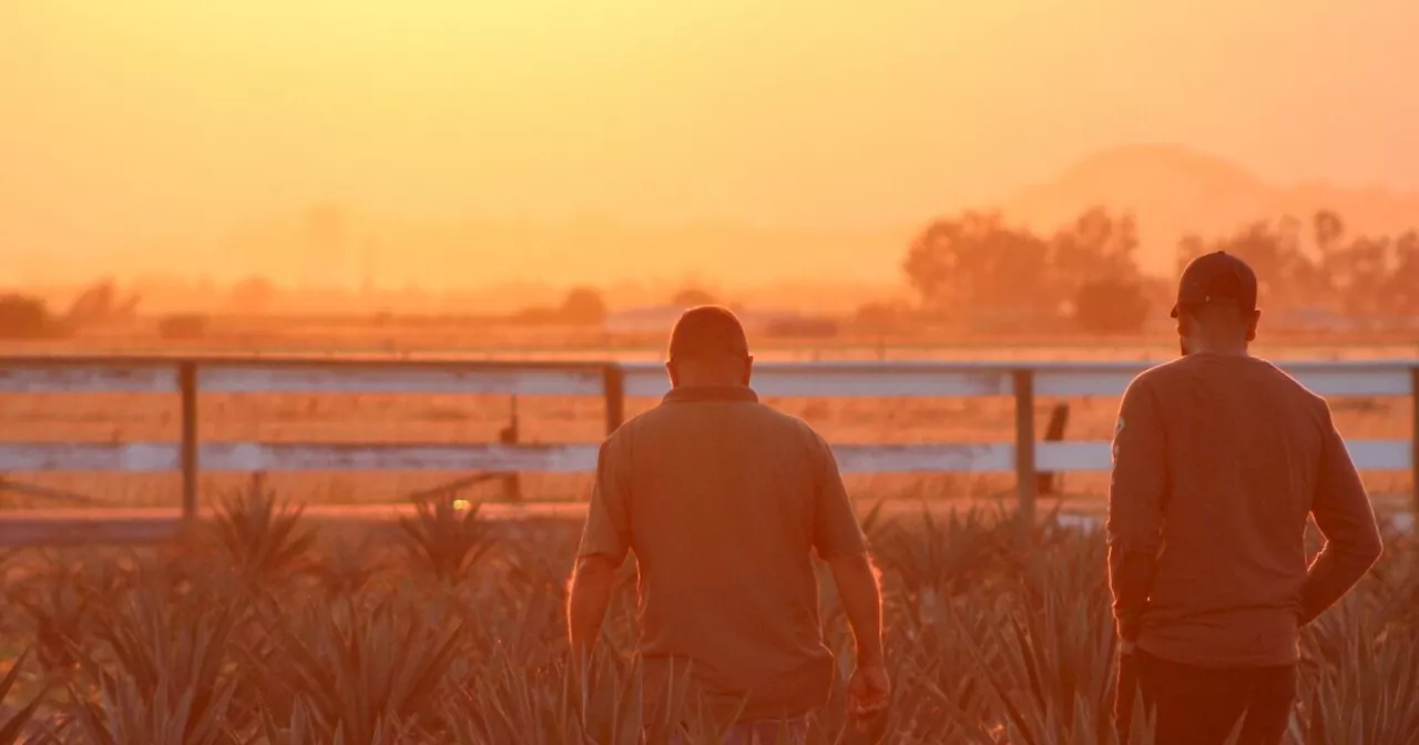 California farmers turn to agave amid drought conditions and climate change