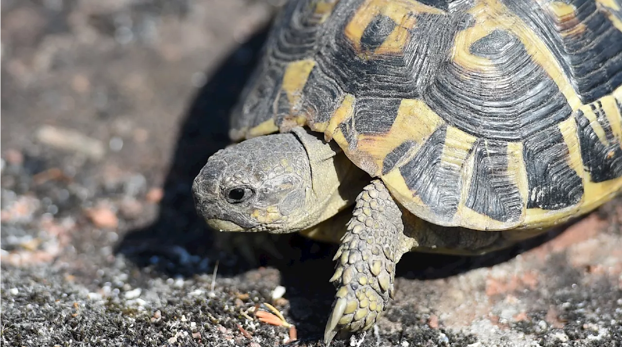 Tortues mutilées et destruction de leur habitat en Corse : des amendes fortement réduites en appel