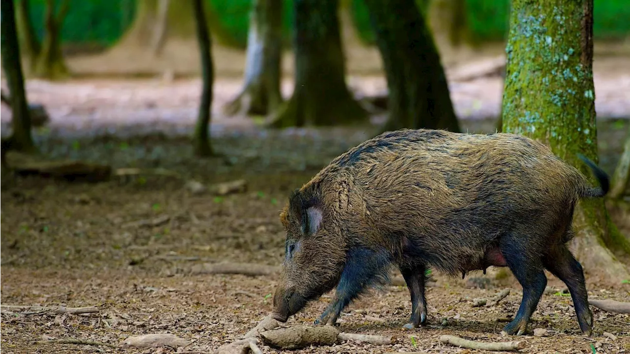 Peste porcine : les syndicats agricoles français appellent à tuer les sangliers à la frontière allemande