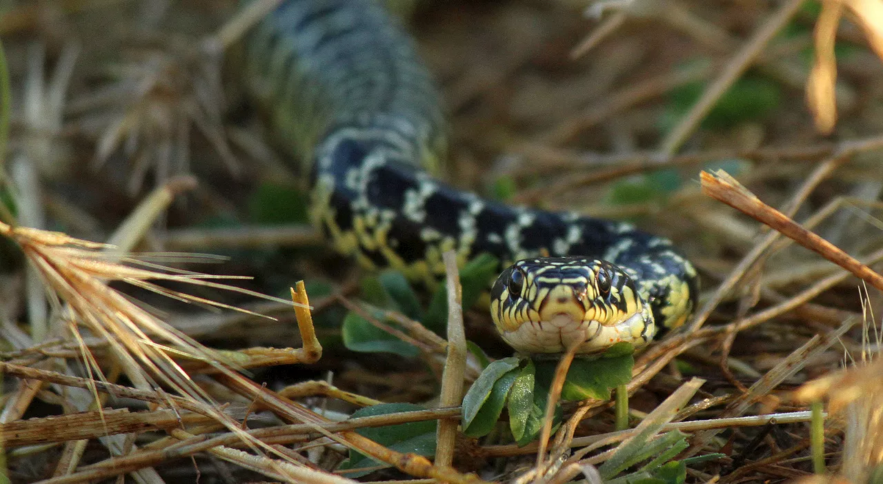 Serpente entra in un asilo mentre i bimbi sono in classe, morsa la bidella e trasportata d'urgenza al pronto s