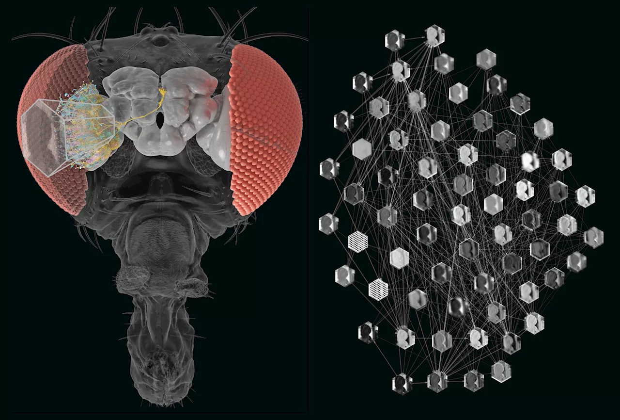 Combining the power of AI and the connectome to predict brain cell activity