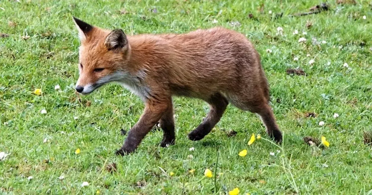 Man convicted after fox killed during 'trail hunt' in Cheshire