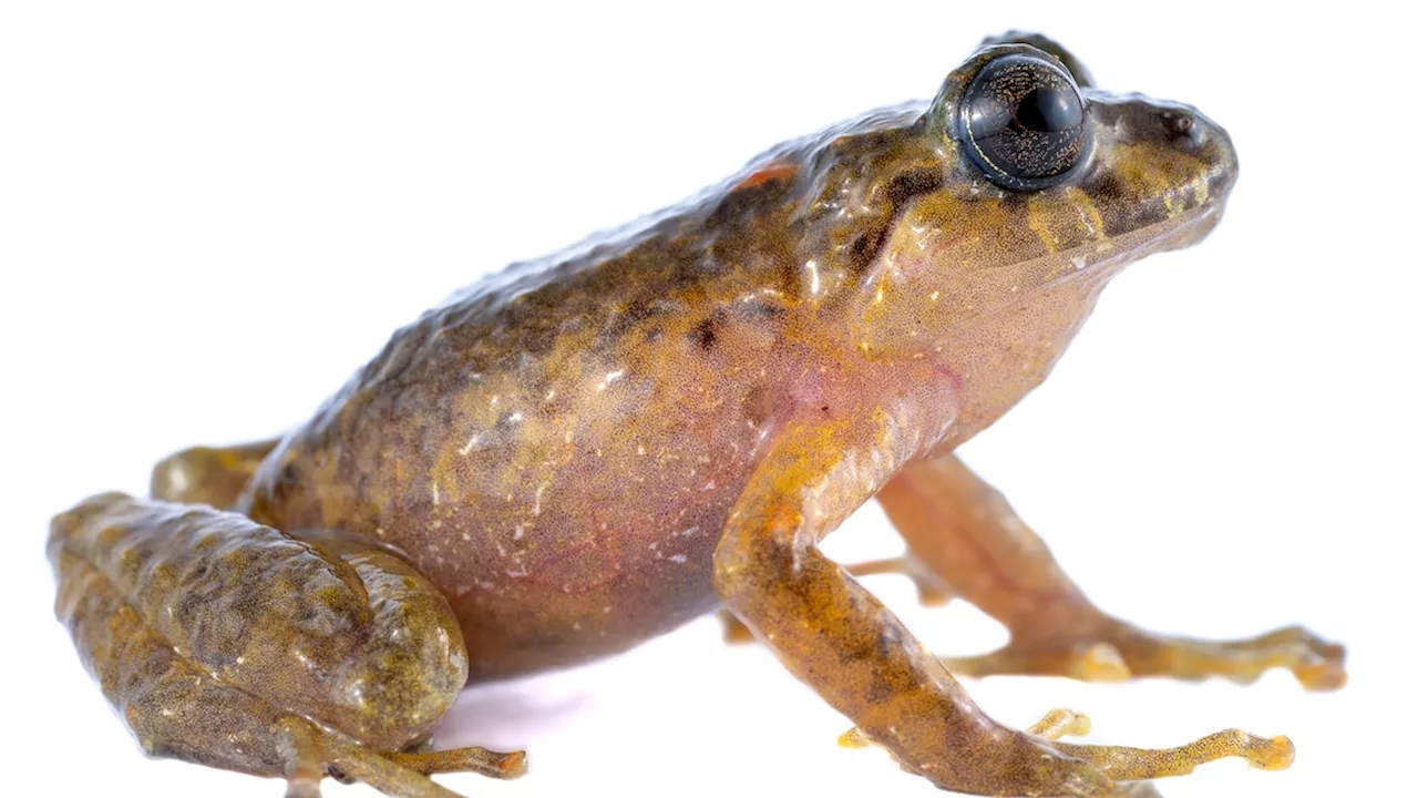 This Ecuadorian frog was lost for 100 years—until now