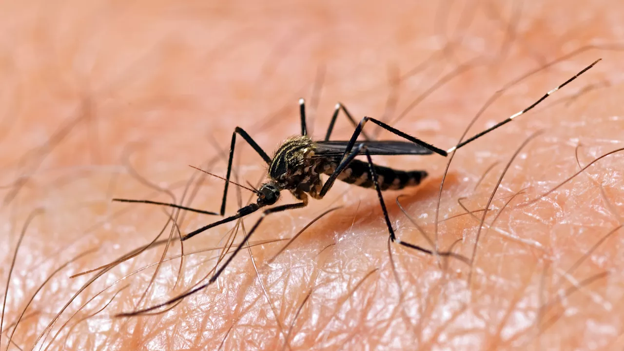 West Nile Virus detected in Camden County, New Jersey