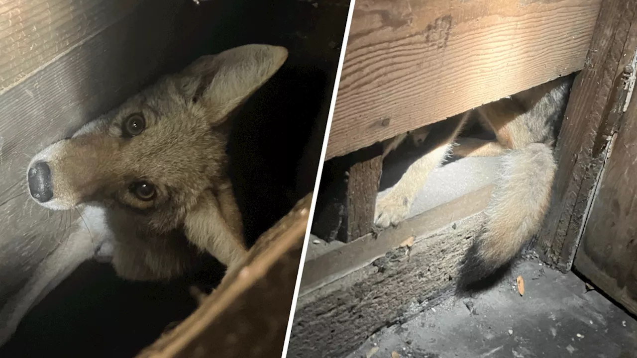 Young coyote found hiding in wall of San Francisco home