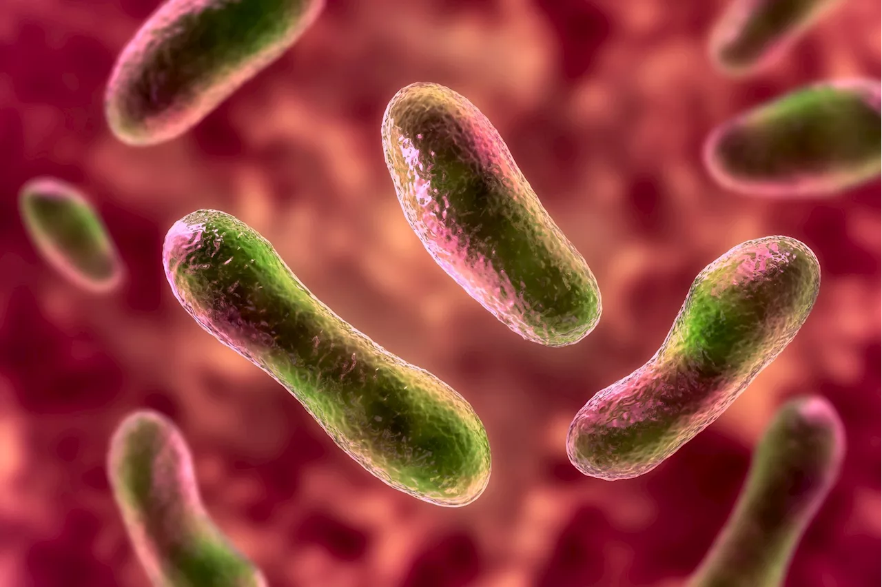 New study links gut bacteria to thiamine's role in reducing fatigue in IBD patients