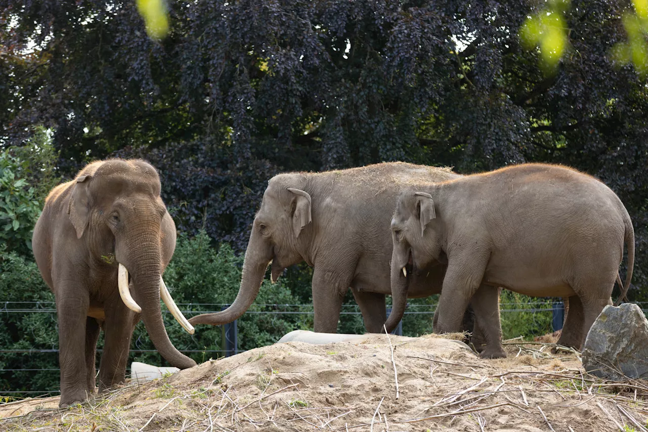 Dublin Zoo elephants given ‘clean bill of health’ after deadly virus outbreak