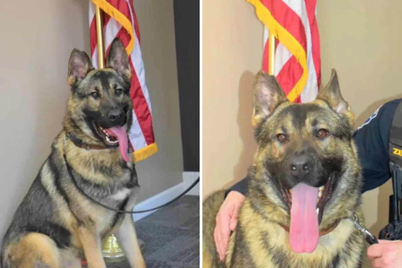 Missouri City Fires Police Officer Over Death of K9 Partner