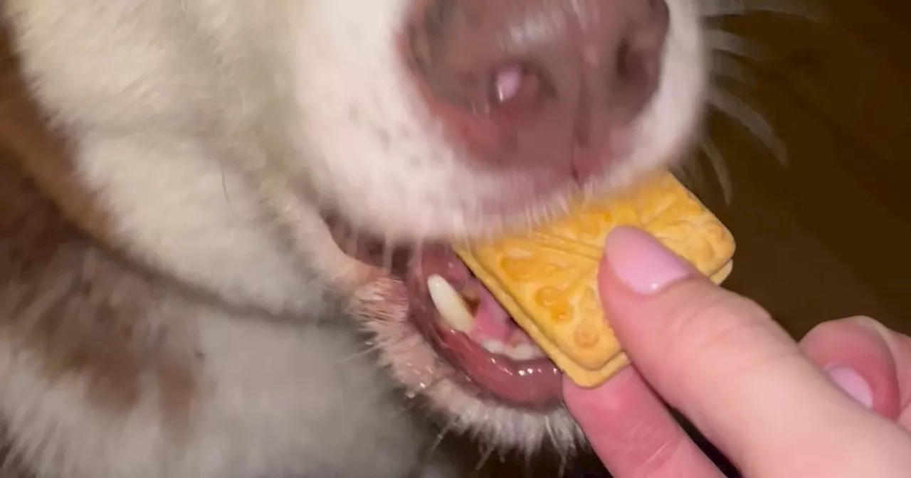 Husky 'most British dog ever' for eating biscuits dunked in tea