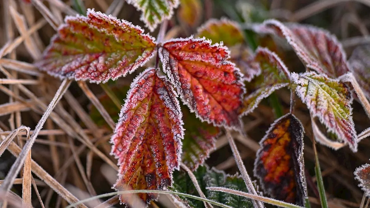 Baden-Württemberg: Erste Frostnächte in Baden-Württemberg erwartet