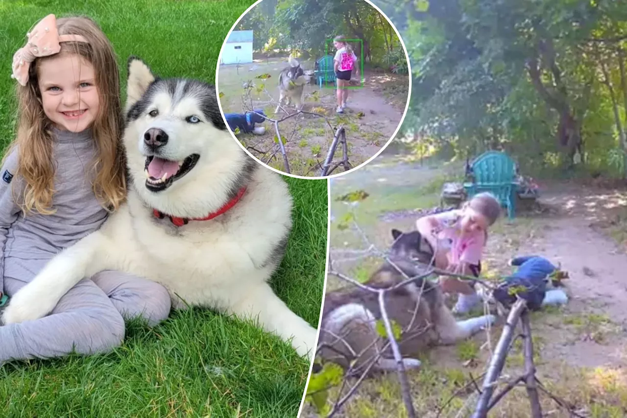 7-year-old girl steals neighbor's husky, replaces him with stuffed animal replica