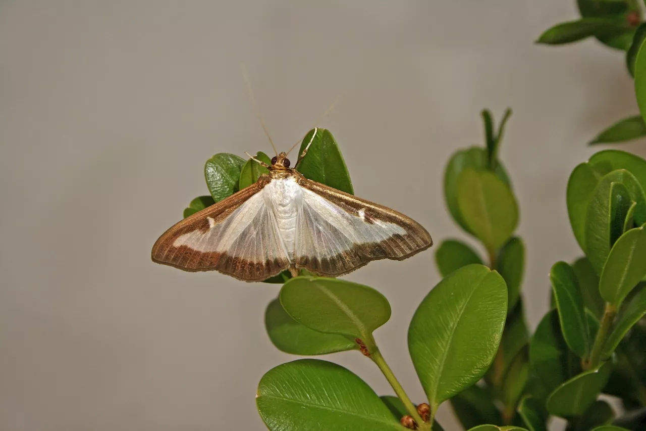 New ‘highly destructive’ invasive species of insect found in Pa. for the first time