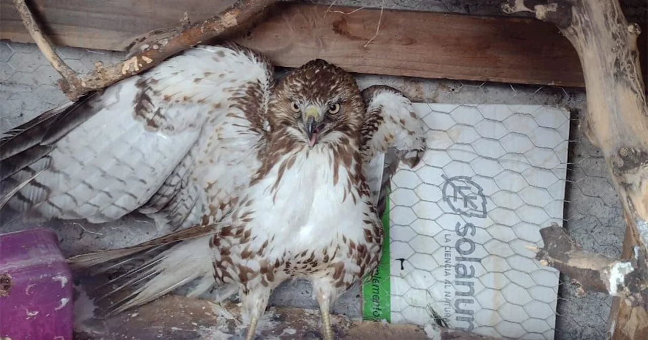 Rescatan y liberan a un águila en la Sierra de Tócuaro de Acámbaro