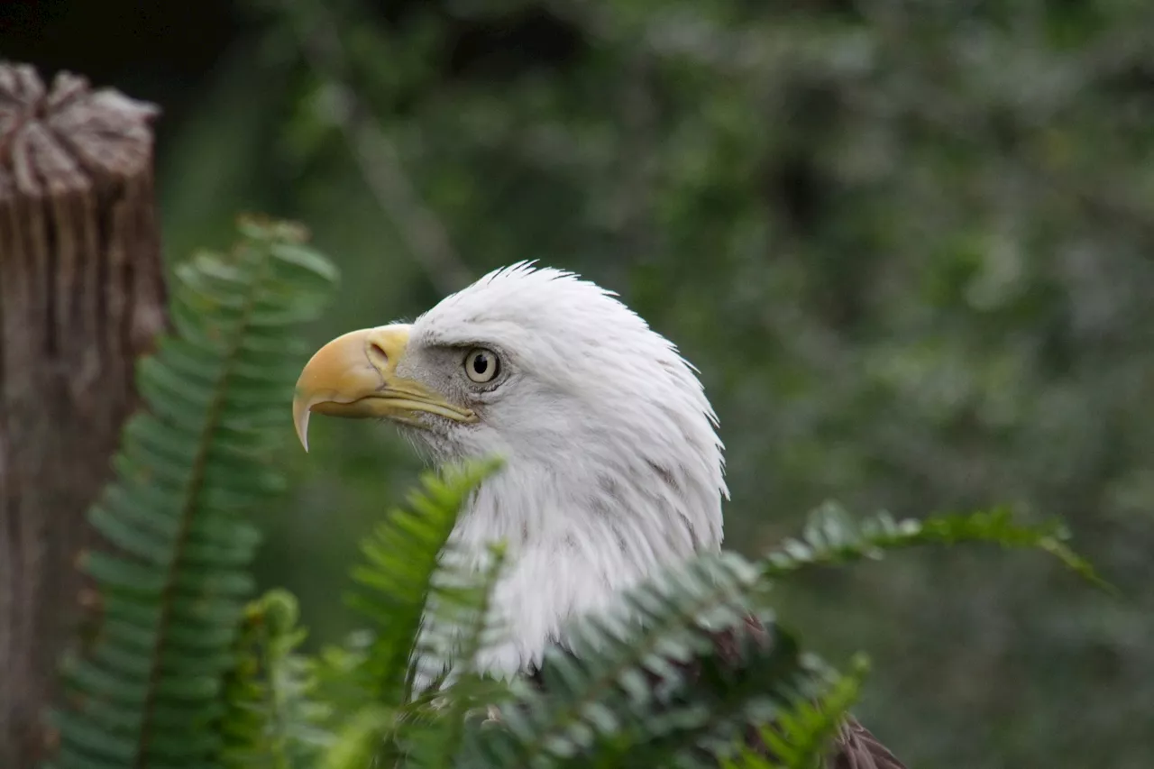 Bald eagles face highest lead risk of New York State deer scavengers, research finds