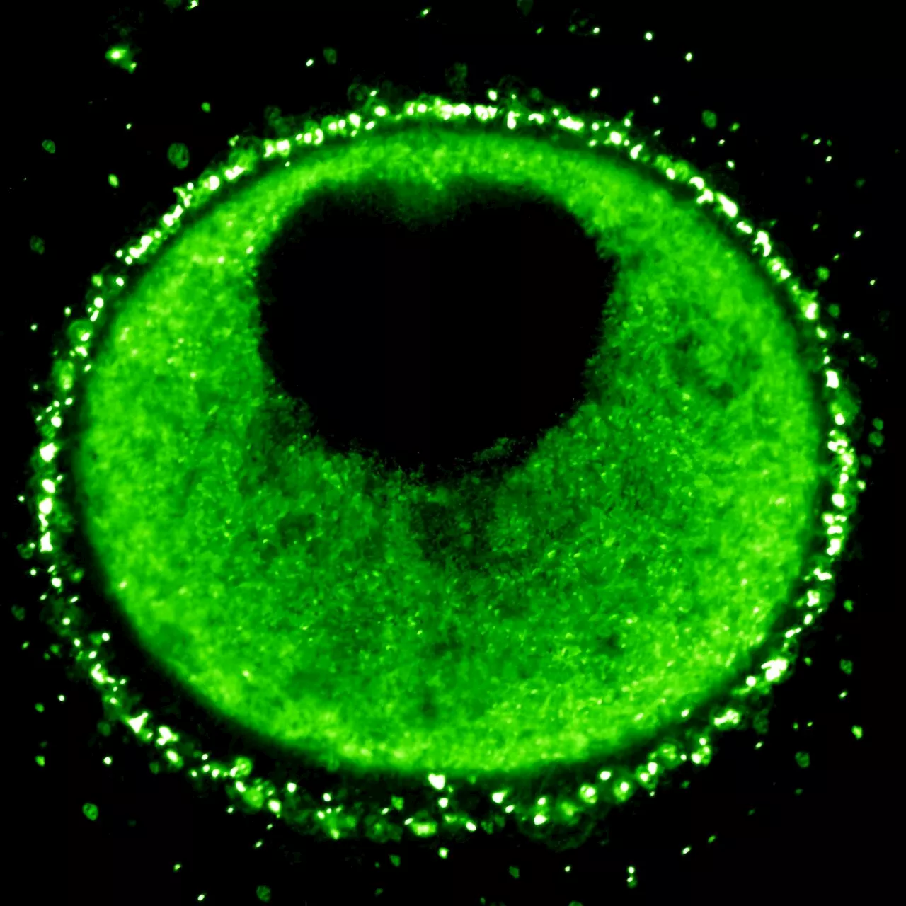 Beyond needles: Introducing a new, nature-based approach for delivering cargo into egg cells