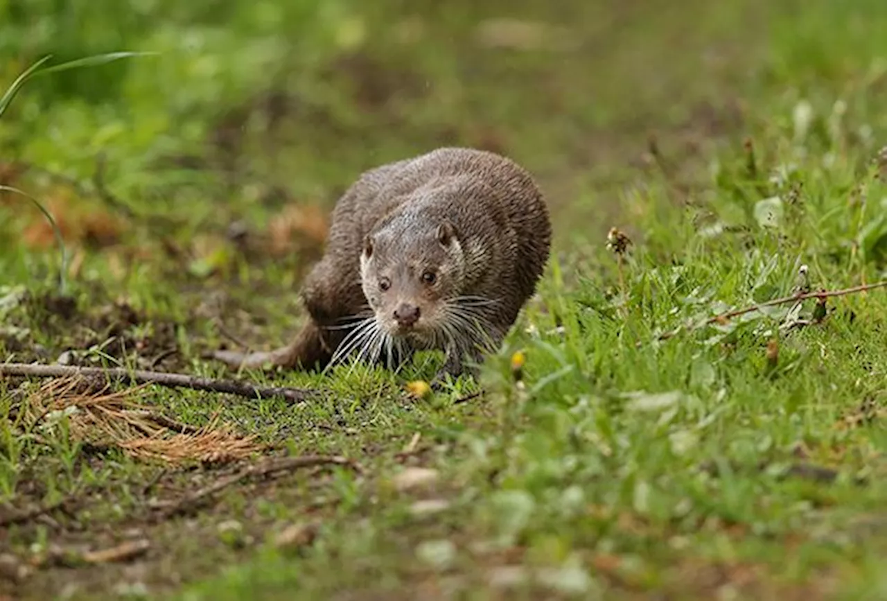 QuickCheck: Did otters attack a jogger in Sabah?