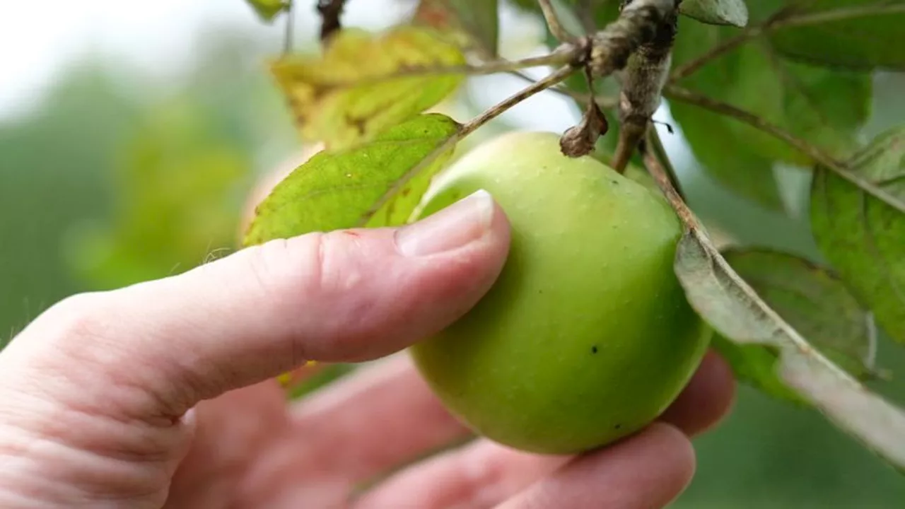 Obstbau: Statistik: Bessere Apfelernte im Südwesten erwartet