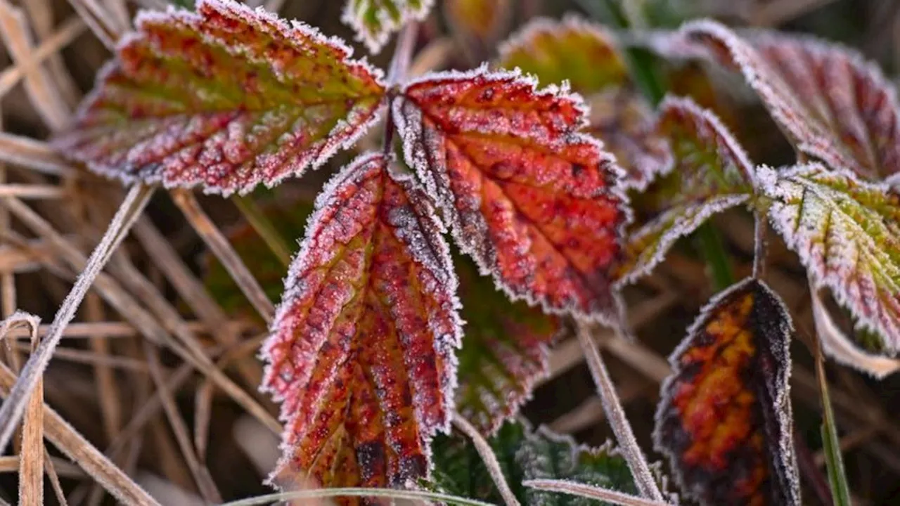 Vor offiziellem Herbstbeginn: Erste Frostnächte in Baden-Württemberg erwartet