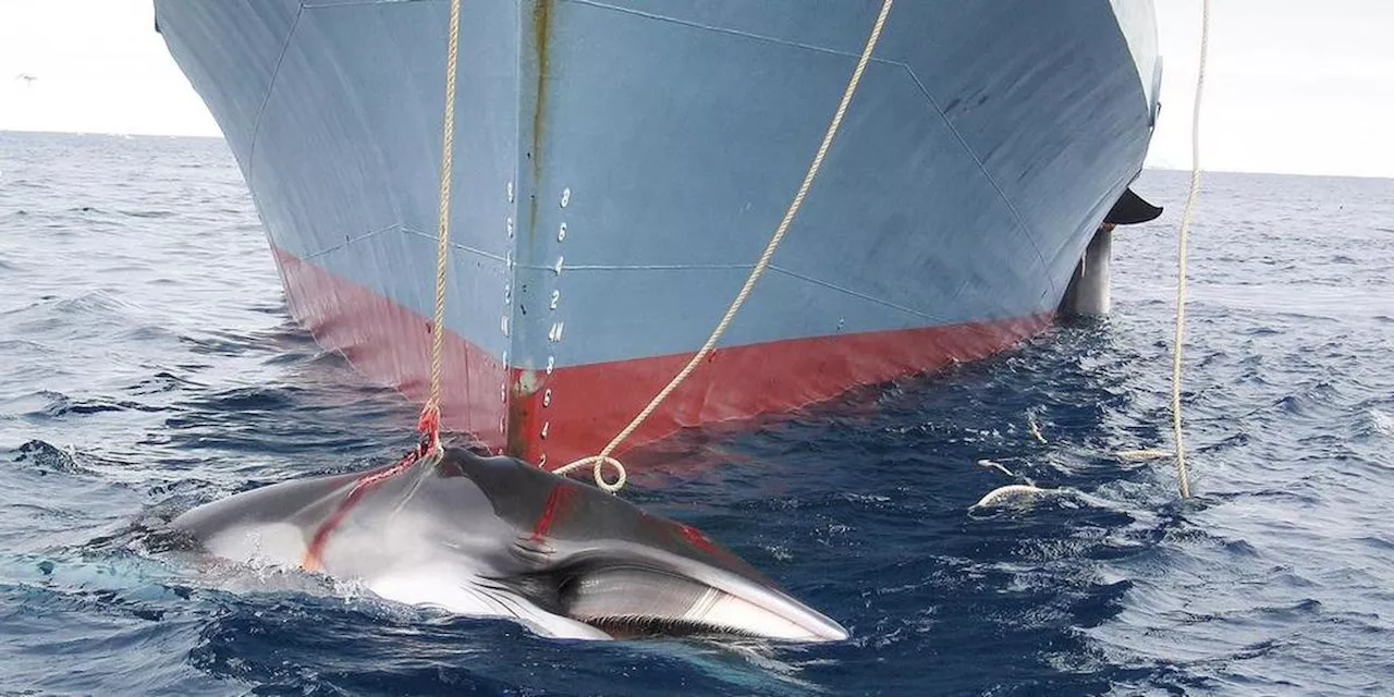 Le Japon tue un rorqual commun à des fins commerciales, une première depuis près de 50 ans