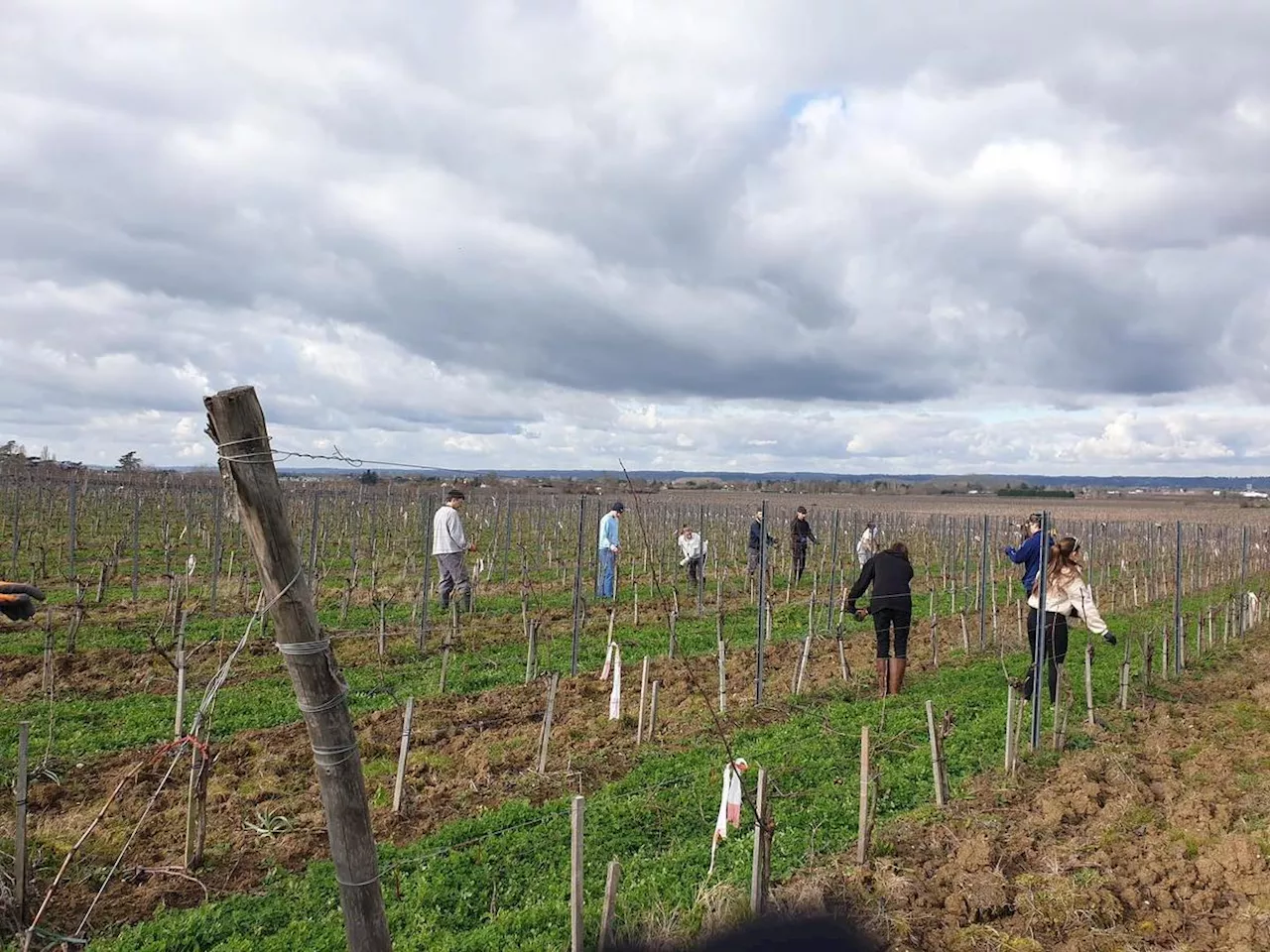 Viticulture en Dordogne : victimes de désaffection, les formations cherchent des candidats