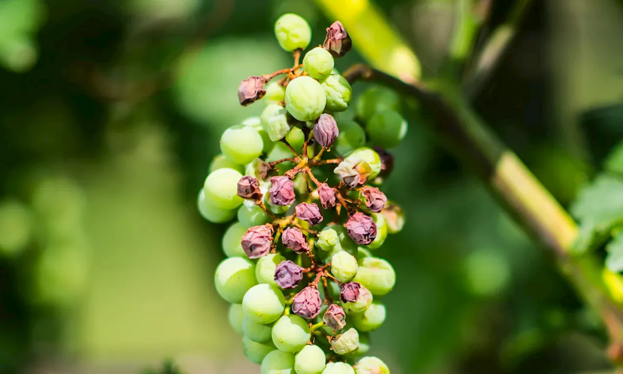 Wie der Klimawandel den Geschmack von Wein beeinflusst