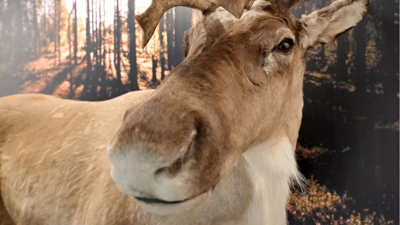 Da steht ein Elch auf dem Flur: Potsdams Naturkundemuseum zeigt Tierwelt des Nordens