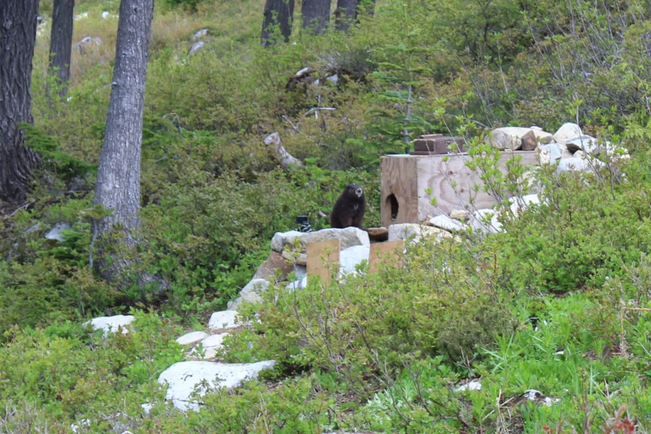 B.C. welcomes record-breaking number of endangered marmot pups