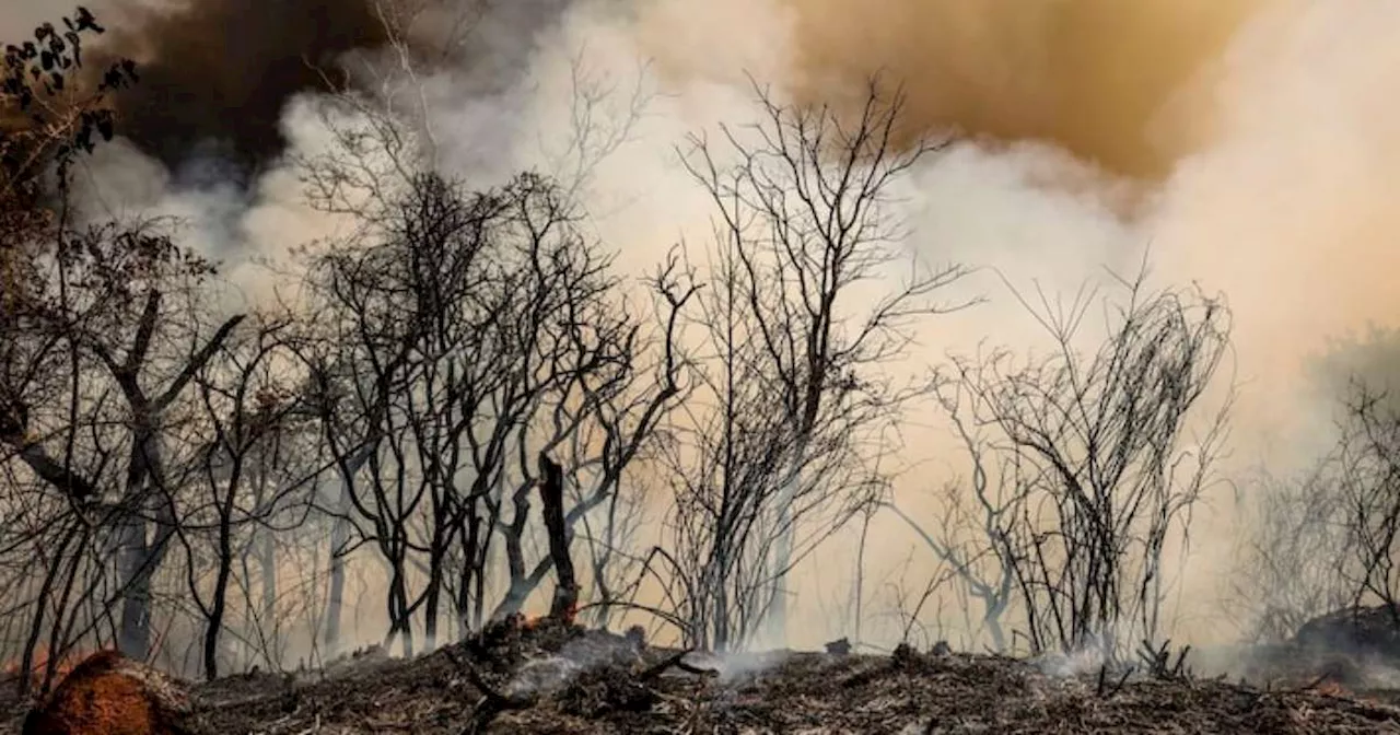 Lula anuncia criação da Autoridade Climática em meio ao avanço de queimadas e seca no País