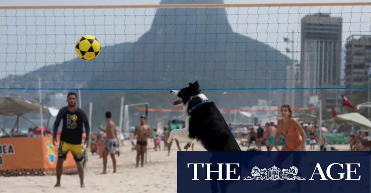 A footvolley star dog is beating Rio beachgoers at their own game