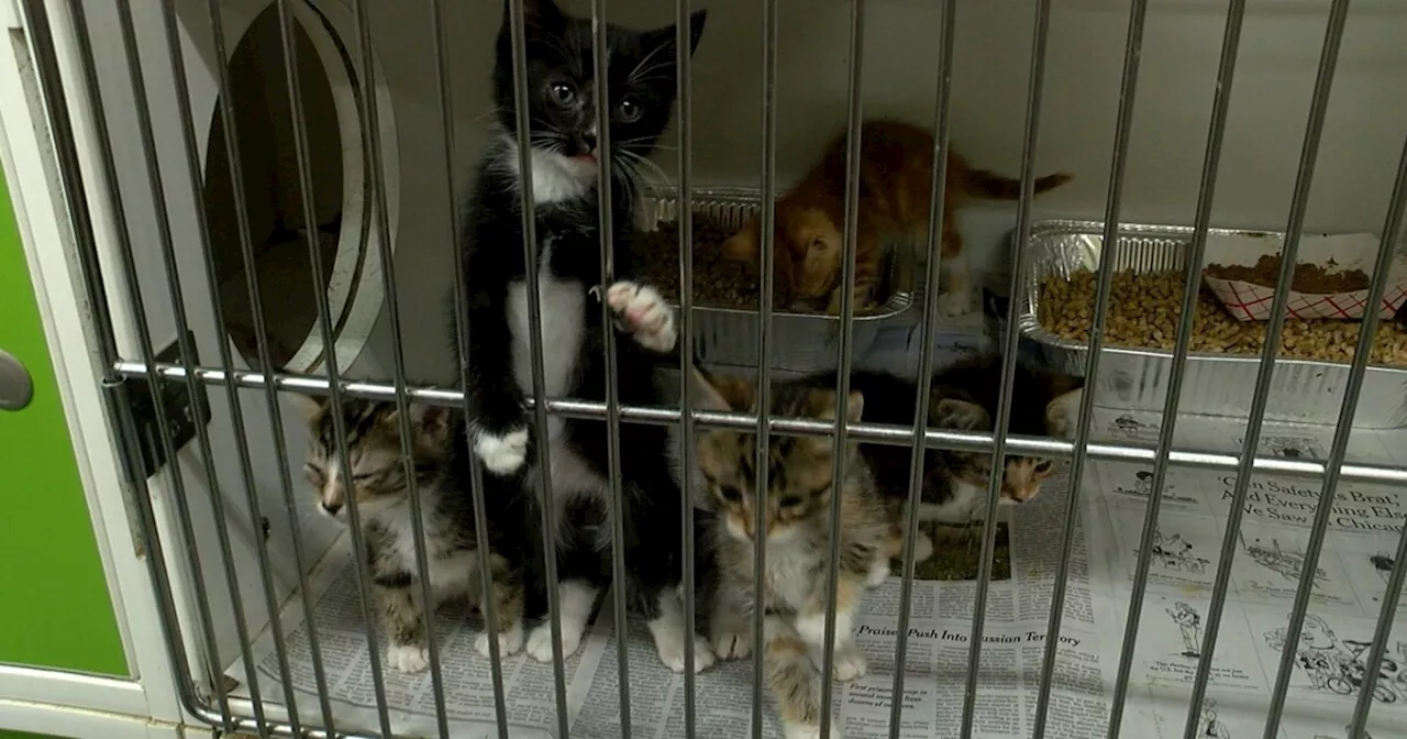 Indianapolis Animal Care Services to become independent agency