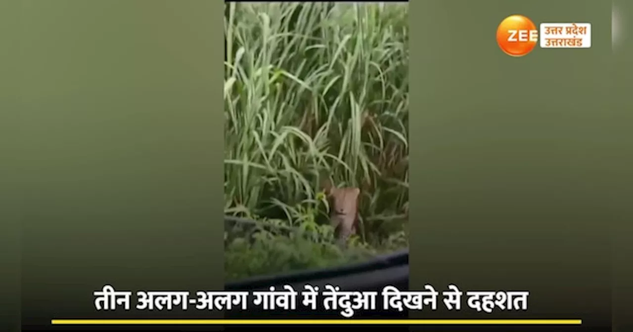 Leopard Video: मुरादाबाद में आ धमका तेंदुआ, गन्ने के खेत से गांवों तक दी दस्तक, कैमरे में हुआ कैद