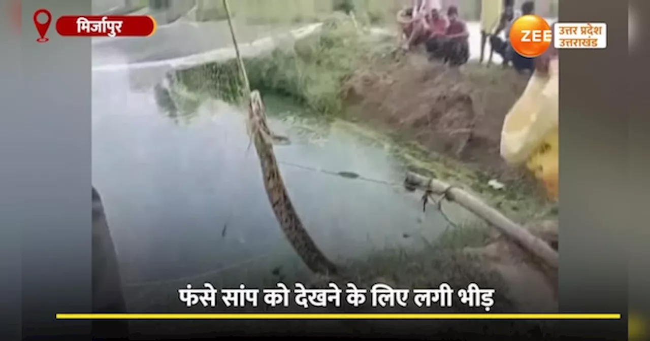 Python Video: मछली के जाल में फंसा विशालकाय अजगर, निकालने में छूटा पसीना