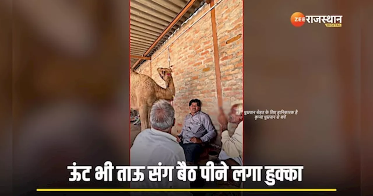 Viral Video: वह जनाब! ऊंट को लगा हुक्का का चस्का, ताऊ के संग लिया कश