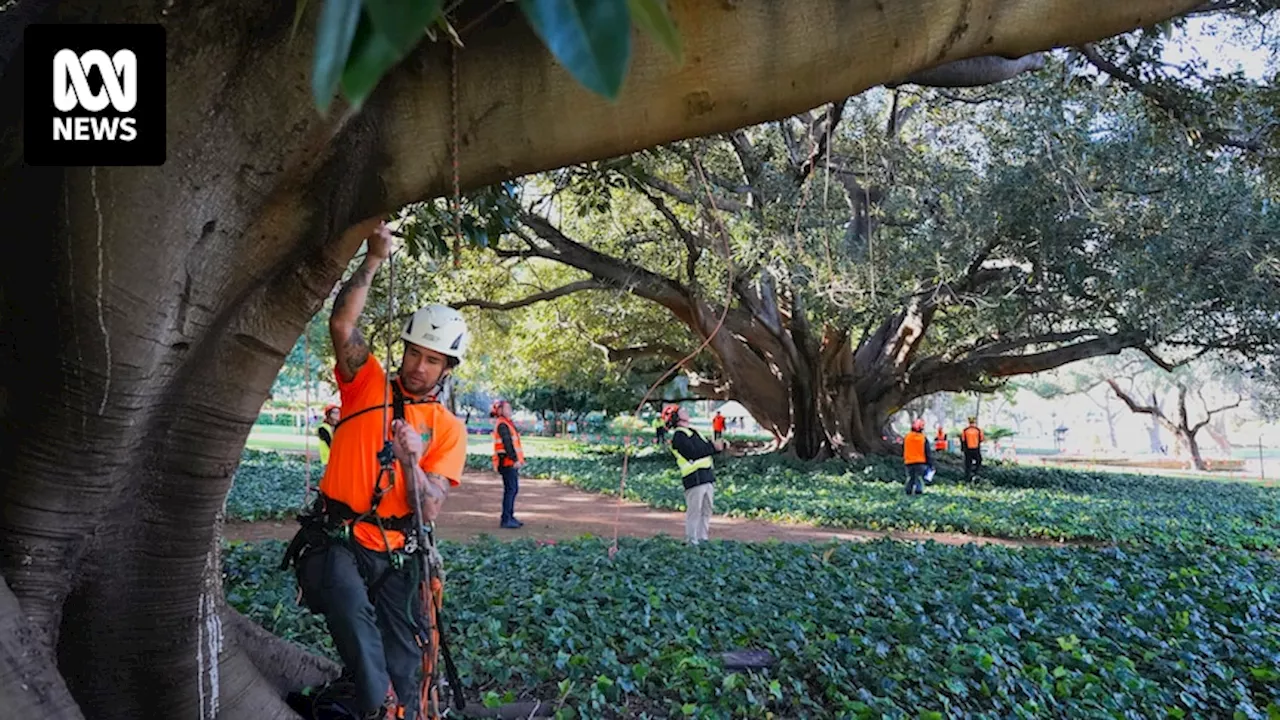 Scientists propose saving Perth trees infested with shot-hole borer using untested plastic wrap plan