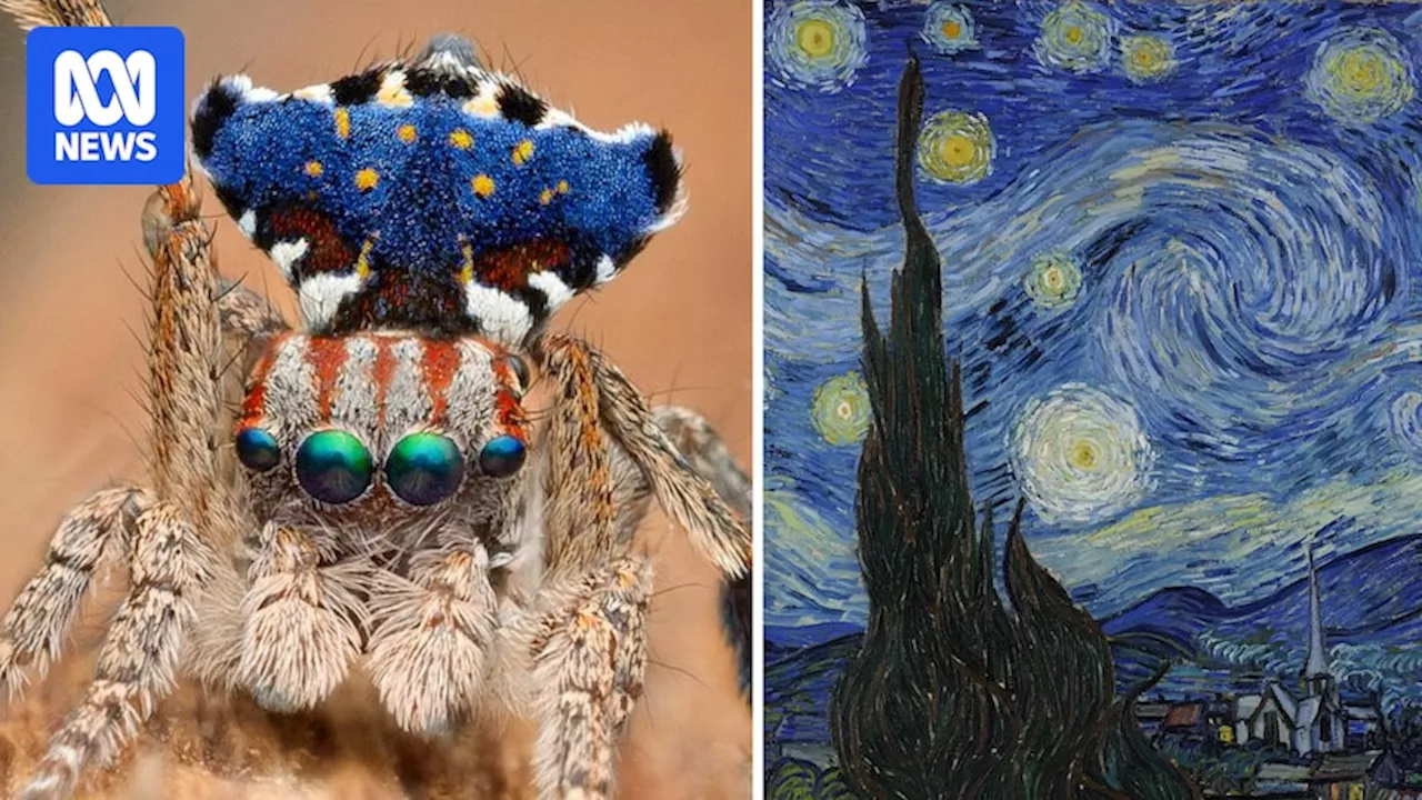 Van Gogh-inspired starry night peacock spider highlights beauty of rare species