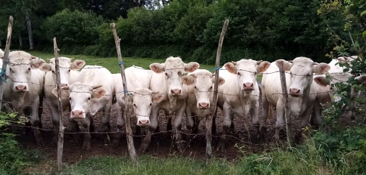 Des animaux, des jeux, des produits du terroir pour le comice à Coulonges-sur-Sarthe