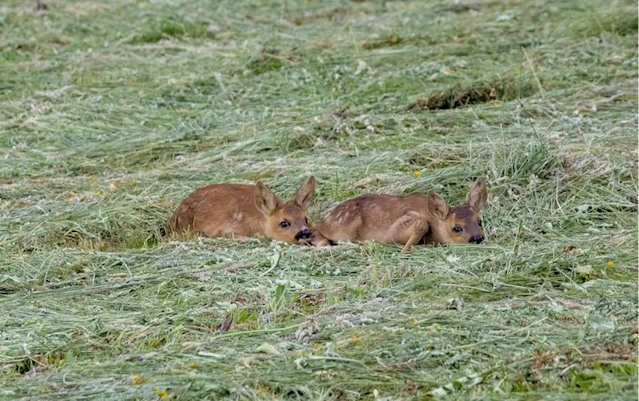 1.500 piccoli caprioli salvati dalle falciatrici in Alto Adige