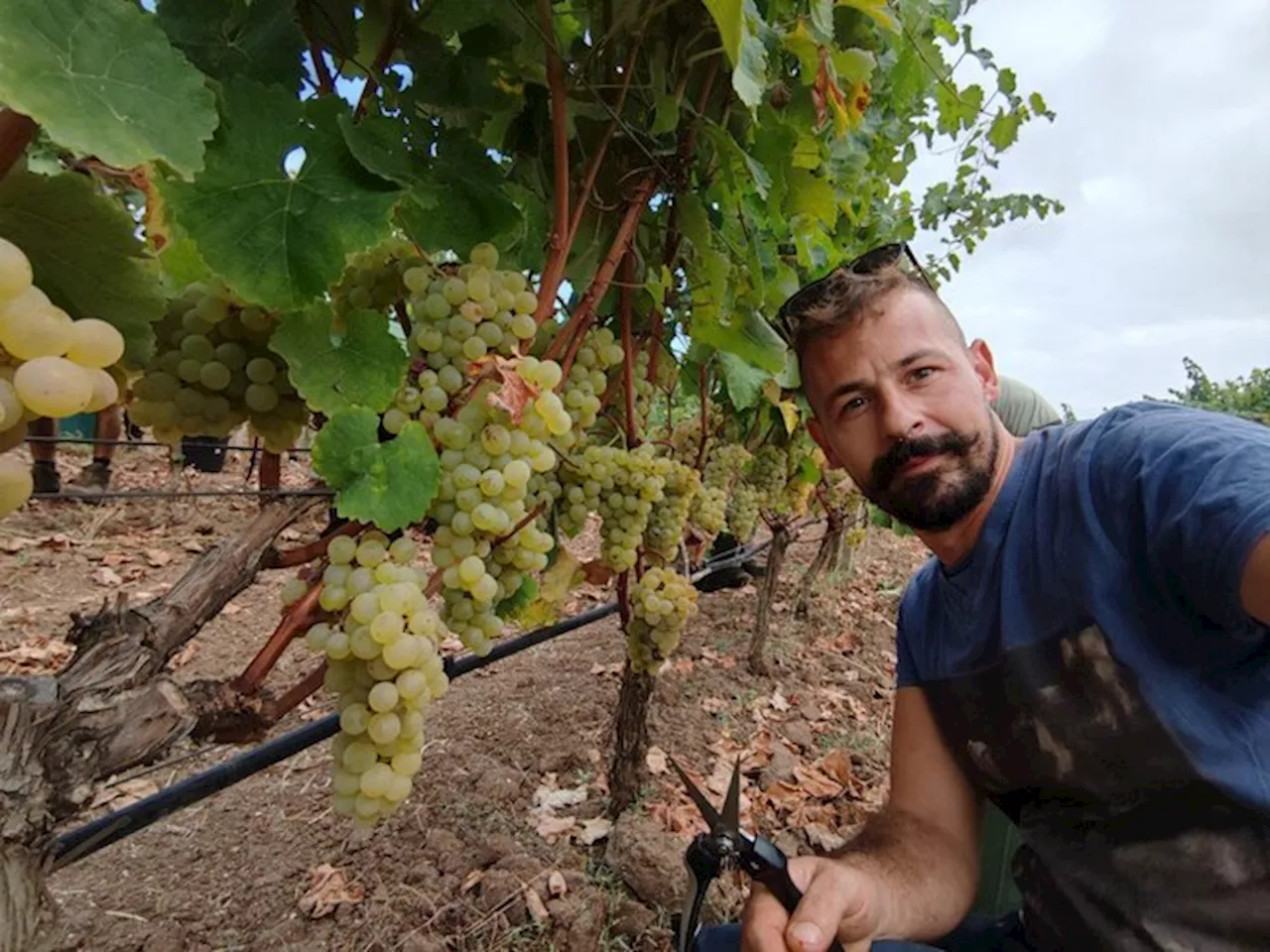 Emanuele, maestro del taglio e raccolta delle uve