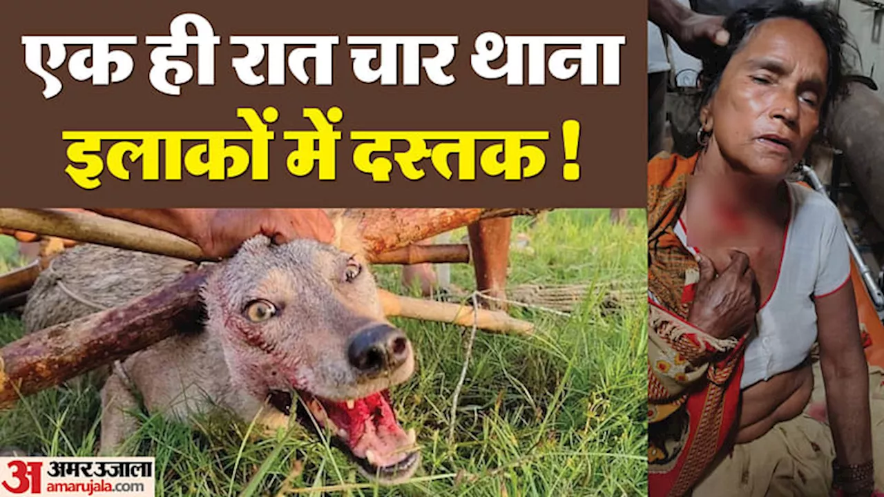 Wolf Attack: दो बच्चियों के बाद अब भेड़िये ने महिला पर किया हमला, मादा भेड़िया पकड़े जाने के बाद फिर बढ़े हमले