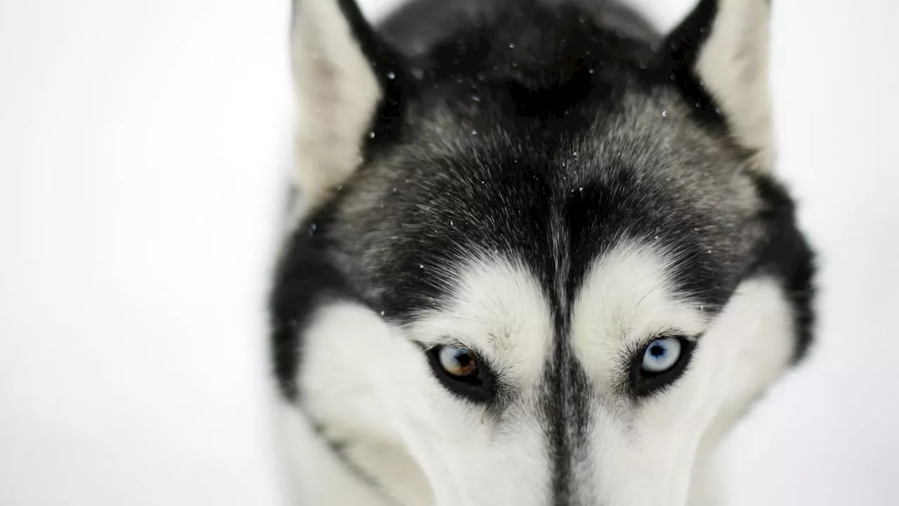 Ain: un husky euthanasié après avoir mordu mortellement un nouveau-né