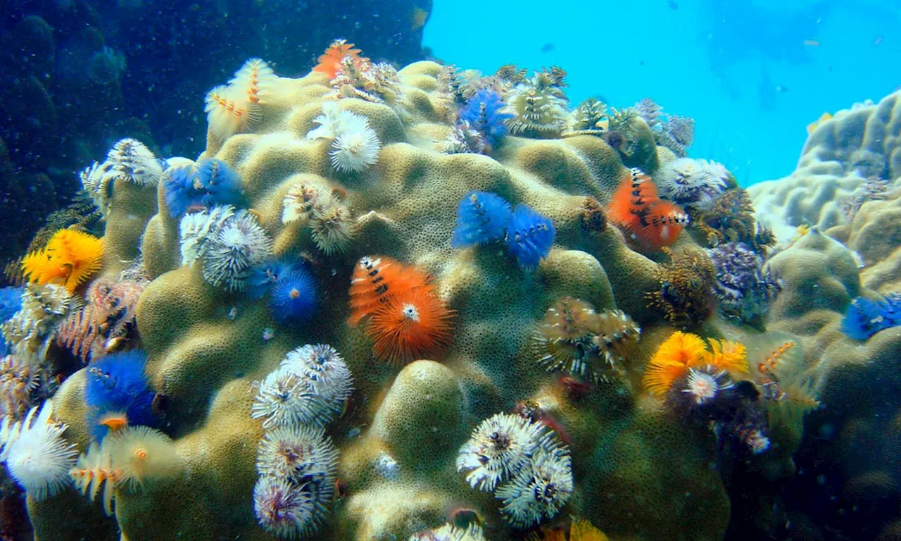 COP16: ¿Cómo lograr la conservación del 30% de las zonas terrestres y marinas?