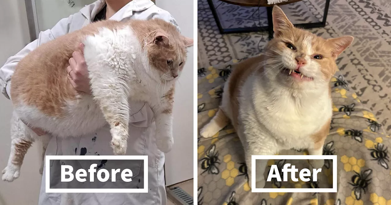 Meet Axel: The 43-Pound Cat Whose Weight Loss Journey Will Melt Your Heart