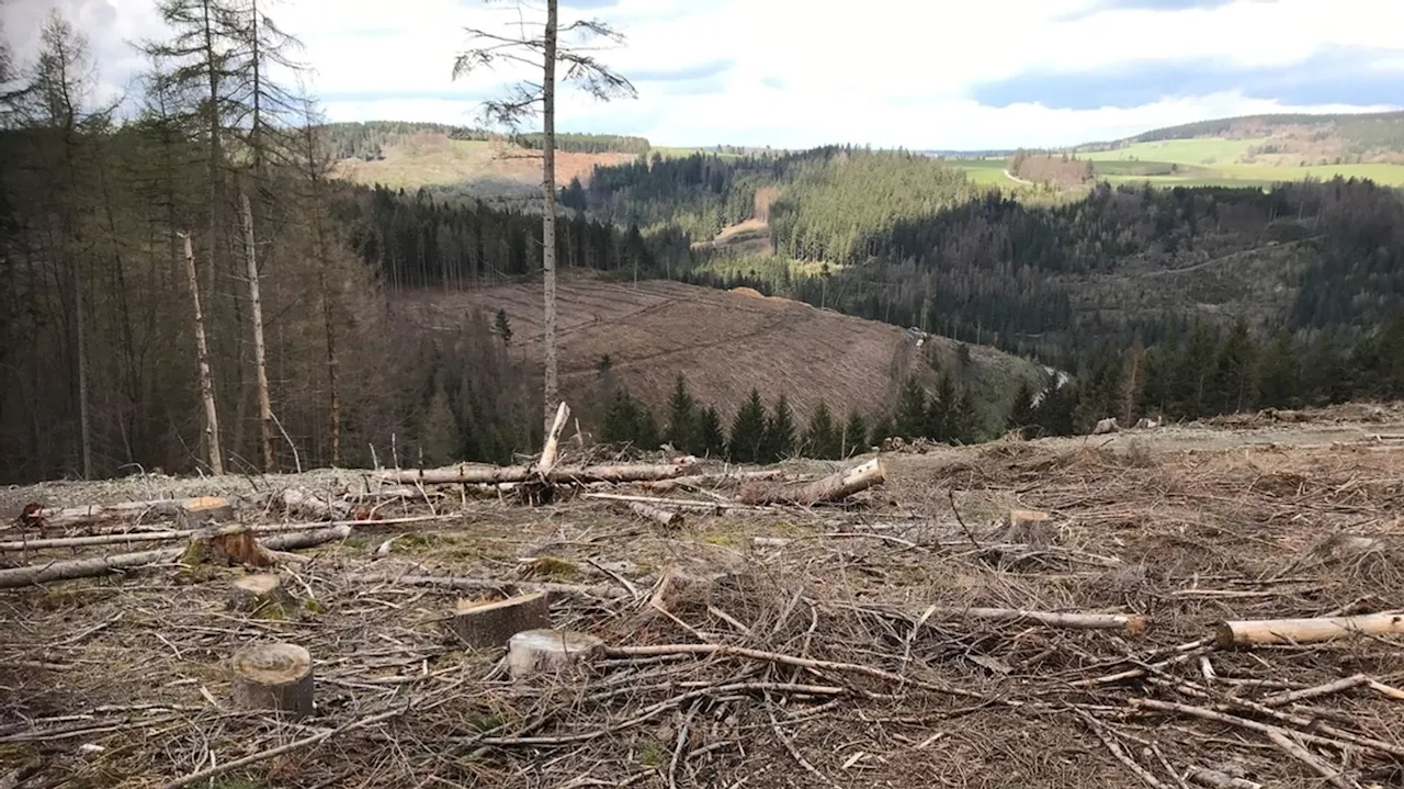 Borkenkäfer: Andere Problemregionen in diesem Jahr