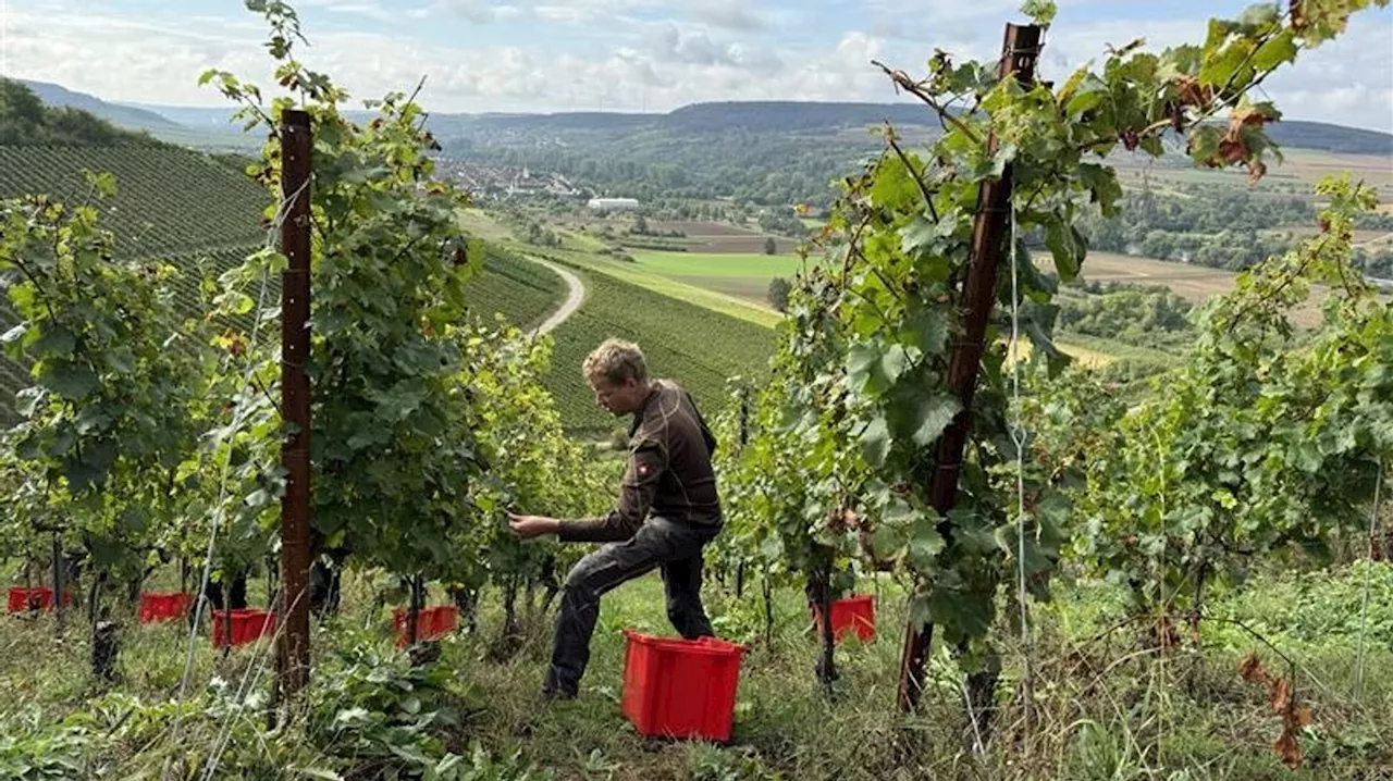 Weinlese 2024: Frost, Pilz und sinkende Nachfrage fordern Winzer