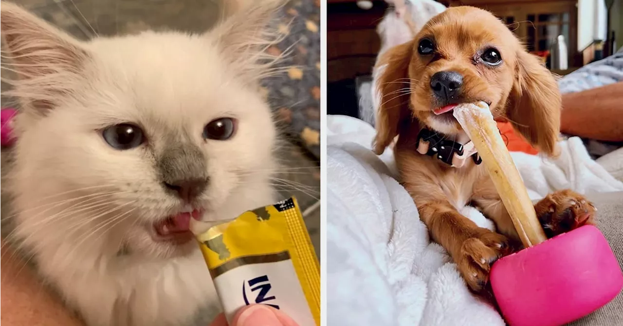 Pets Aren't Cheap, But These 49 Products For Them Are