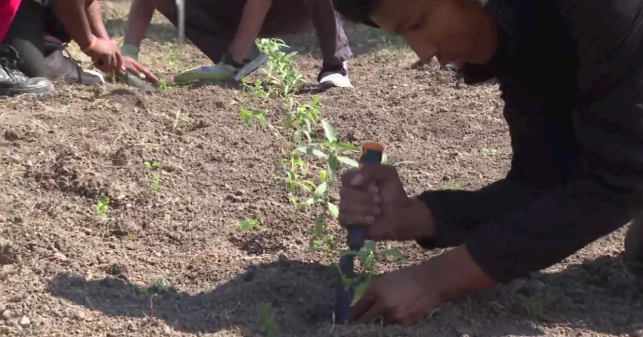 Young volunteers begin prepping flower farm on Chicago's West Side.