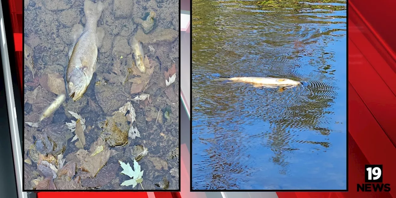 Dead fish reported after chemical spill in Tuscarawas County